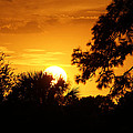 Golden Sunset