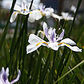 White Iris Flower