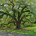 Grand Oak
